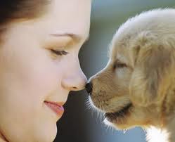 About St Albans Pet Services