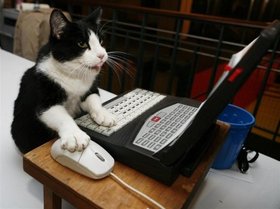 Contact St Albans Pet Services