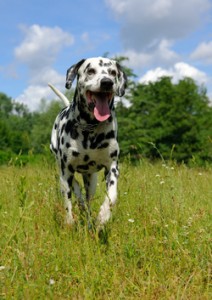 Dog running in long grass: dog walking service st albans