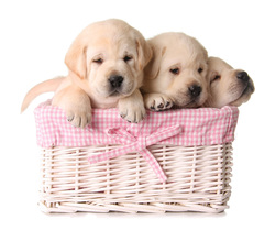 Puppies in basket: puppy sitting service st albans